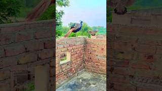 Peahen flying video  peacock and peahen enjoypeacock  peacockdance birds [upl. by Lasser]