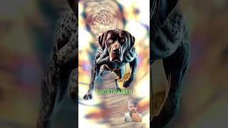 to 5 killer dog how fact can they kill dog shorts pitbull dogbreeddoglover rottweilerdoberman [upl. by Kylstra]