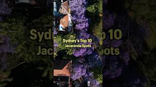 Sydneys Top 10 Jacaranda Spots jacaranda [upl. by Keyte]