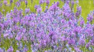 Common Camas Camassia quamash William L Finley NWR Oregon [upl. by Forland]