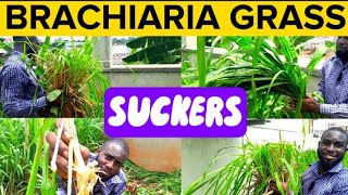 How To Split and Transplant Brachiaria Grass SUCKERS  Mulato Grass SUCKERS [upl. by Dorette]