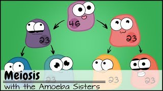 Meiosis Updated [upl. by Amahs819]