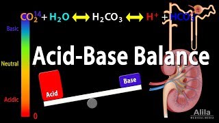 Acid Base Balance Animation [upl. by Ydeh]