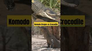 Komodo Dragon vs Crocodile Clash of Reptile Giants [upl. by Anohsal549]