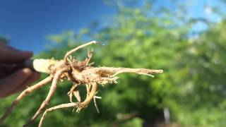 Moringa Root Rot  See it up close and learn to avoid it [upl. by Thorndike]