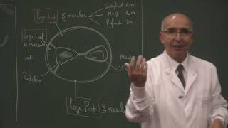 COURS ANATOMIE 13 Muscles epaule bras [upl. by Nigen]