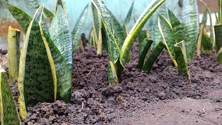 Replanting Snake Plant Babies into Raised Garden Bed [upl. by Enayd859]