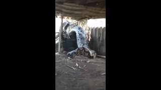 Giant python eats whole cow alive in India [upl. by Ivie]