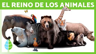 REINO ANIMALIA 🐻 Definición Características y Clasificación [upl. by Orwin984]