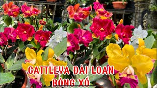 Lan cattleya nhiều mặt bông đẹp0834608769 LAN RỪNG LÂM ĐỒNG [upl. by Maggy]