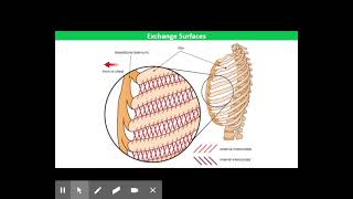 Mammalian Gaseous Exchange System [upl. by Bowler31]