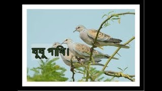 Bangladeshi Gugu Pakhi।। ঘুঘু পাখি পালন।।Amardesh [upl. by Romanas]