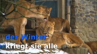 Schneetreiben im Zoo Osnabrück [upl. by Avad540]