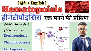 Hematopoiesis  Hematopoiesis In Hindi  Hematopoietic Stem Cell  Formation of BloodErythropoiesis [upl. by Marek418]