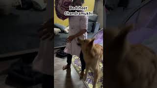 Chandramukhi huh maaritan Benji 😂 doglover puppy goldenretreiver [upl. by Lanni]