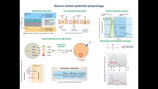 Neuron action potential physiology [upl. by Arakahs]