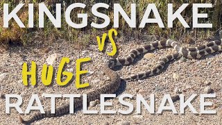 King Snake Vs MASSIVE Rattlesnake [upl. by Appledorf]