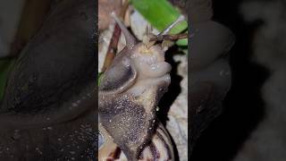 Closeup of snail eating fruit  Thelifeofallthings555 shots [upl. by Gypsie]