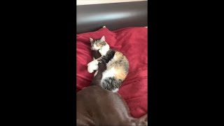 Cat Licking Disapproving Dog Tail as They Lay On Bed [upl. by Fleisher895]