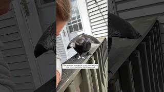 This woman rescued a crow that fell into the river and then this happened animalshorts [upl. by Jeroma]