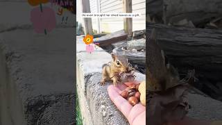 This woman rescued a chipmunk tangled up in garden netting shorts [upl. by Jaimie]