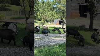 The goats are working today to clean up the yard and parking area farmlife animals goat [upl. by Anitsua]