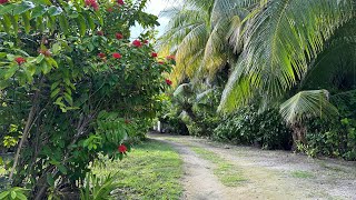 Kiribati Garden in 2023 [upl. by Gerick542]