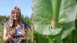 SauerAmpfer Rumex acetosa [upl. by Anirehtac]