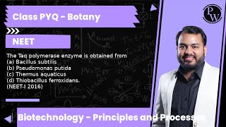 The Taq polymerase enzyme is obtained from a Bacillus subtilis b Pseudomonas putida c Therm [upl. by Khano]