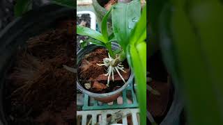 Dendrobium stem and spike after 4 weeks of propagation New leaves and estaished roots dendrobium [upl. by Neumann479]