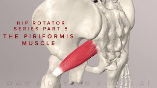 Hip Rotator Series Part 5 The Piriformis Muscle 3d Anatomy [upl. by Yhtir]