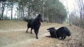 Groenendael Bourne Walking in the spring forest [upl. by Gorlin]