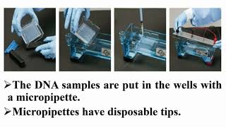 Casting and Running Precautions of Agarose Gel Electrophoresis [upl. by Yoshi814]