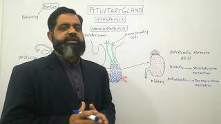 Pituitary Gland posterior lobe UrduHindi medium profmasoodfuzail Hormones of Neurohypophysis [upl. by Retsam775]