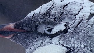 How Penguins Adapt To Survive  Natural World Penguins Of The Antarctic  BBC Earth [upl. by Sidhu]