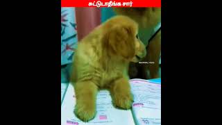 😂🐈🐕ஆ சொய் நல்லா தாயா இருக்கு😂🐈🐕comedyvideosviral trending funnyanimal videos [upl. by Bowes]