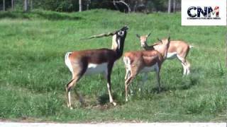 Blackbuck Antelopes Interacting Together in 1080P HD  by John D Villarreal [upl. by Ikcaj]