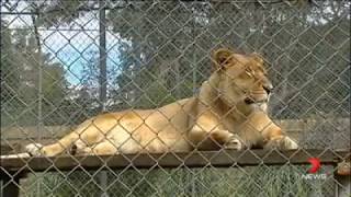 The African Lion Safari Warragamba amp Bullens Animal World Wallacia Australia [upl. by Cire]