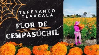 Flor de Cempasúchil Tepeyanco Tlaxcala [upl. by Joelly]