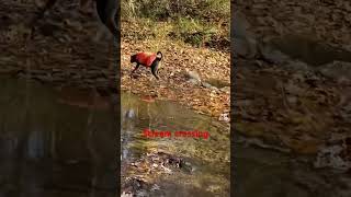 Stream crossing at Hemlock Gorge dayhikingandherpingdudes [upl. by Racklin]