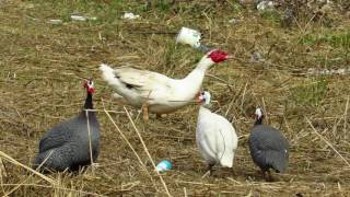 Mošusna Patka  Cairina Moschata  Birds of Croatia [upl. by Tilden]