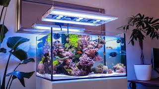 The CLEANEST Reef Tank Ive Ever Seen [upl. by Payne61]