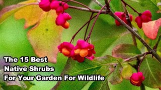 How to Make a Wildlife Friendly Hedge  The BEST Native Shrubs to Plant [upl. by Fritzie]