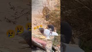 Cat catch the pigeon 🐦 pigeon pigeonwings kabootar catch cat shorts [upl. by Brieta]