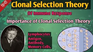 Clonal Selection Theory In Hindi  Clonal Selection Of Immune Response  Formation Of Immune Cells [upl. by Ihp926]