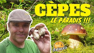 Cèpes  super cueillette avec infos  conseils je tattends  S21E13 [upl. by Levine]