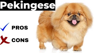 Pekingese Pros And Cons  The pekingese [upl. by Airres905]