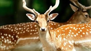 DEERS SONG 💥🔥BEAUTIFUL DEERSBEAUTY OF ANIMALS AND BIRDS 💖 ❤️NATUREANIMAL VIDEOS 📸 [upl. by Hussey]