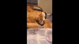 Cat Mom Introducing Her 1 Week Old Kitten to Her Dog Friend [upl. by Anahsek610]