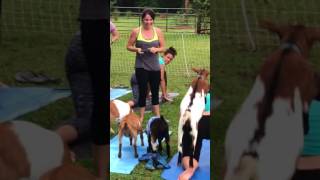 Fainting goat at goat yoga [upl. by Acnaiv803]